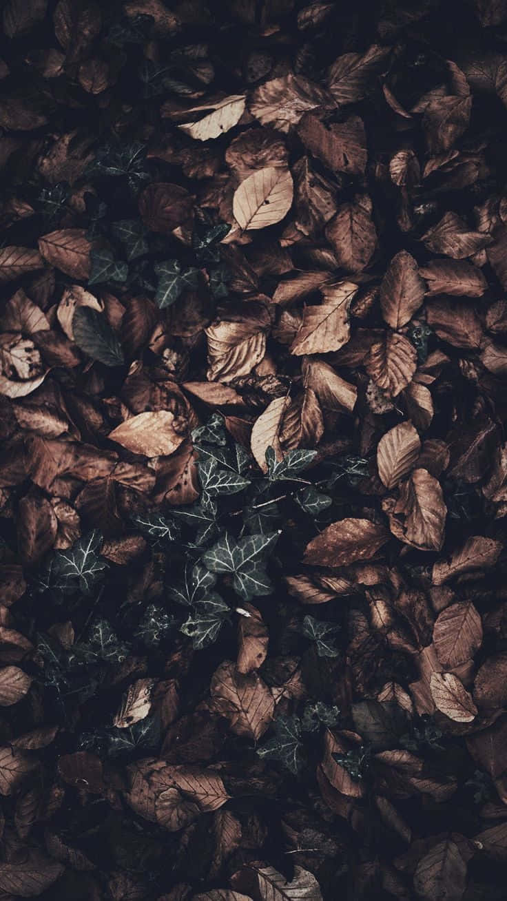Dark Autumn, brown fallen leaves, dark green ivy, HD Phone Wallpaper