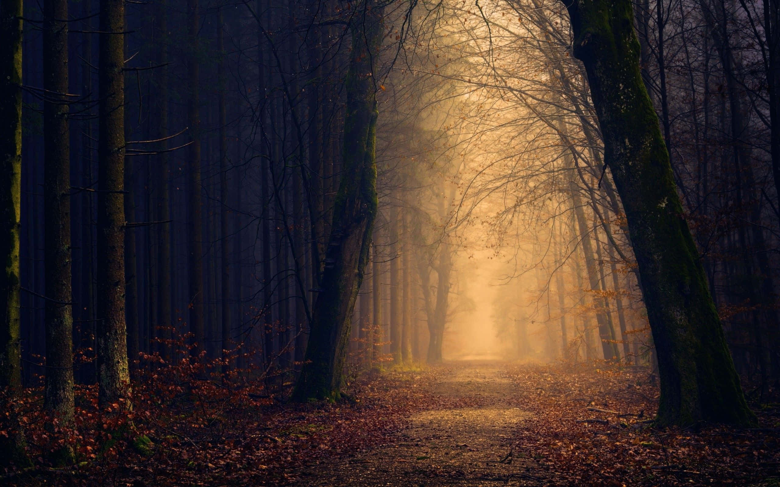 Dark Autumn, misty forest path, golden sunlight, 2K Desktop Wallpaper