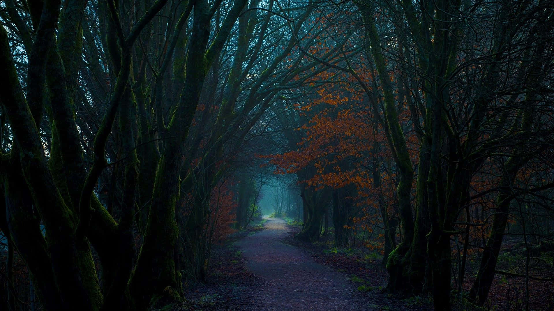 Dark Autumn, mist, forest path, Full HD Desktop Wallpaper