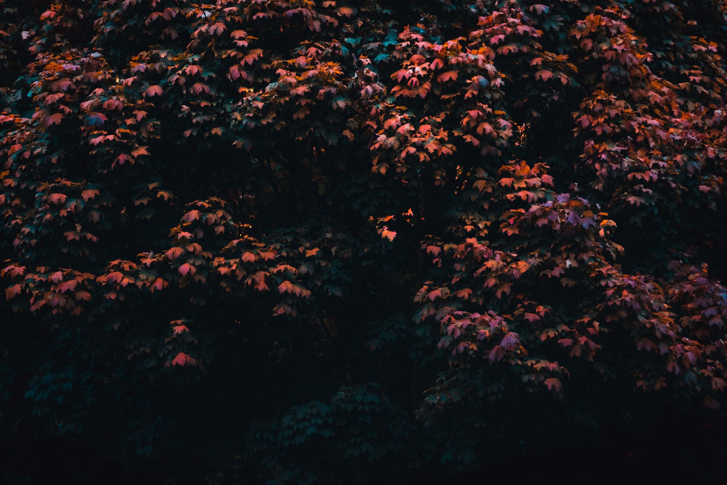 Dark Autumn, maple leaves, warm orange, Full HD Desktop Wallpaper