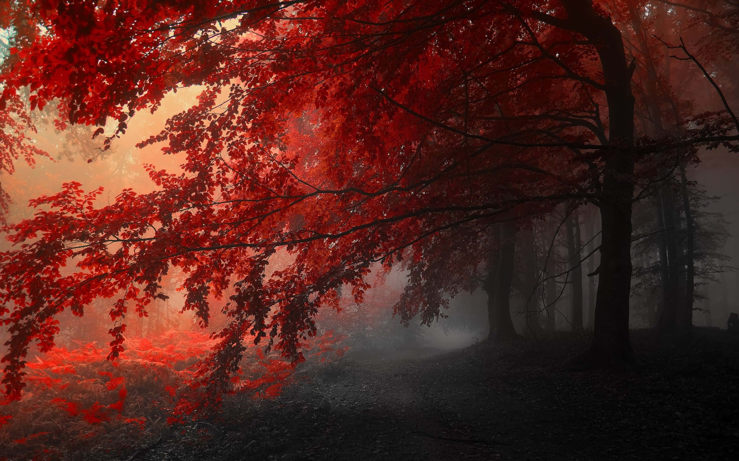 red forest, trees in the fog, misty forest floor, 2K Desktop Wallpaper