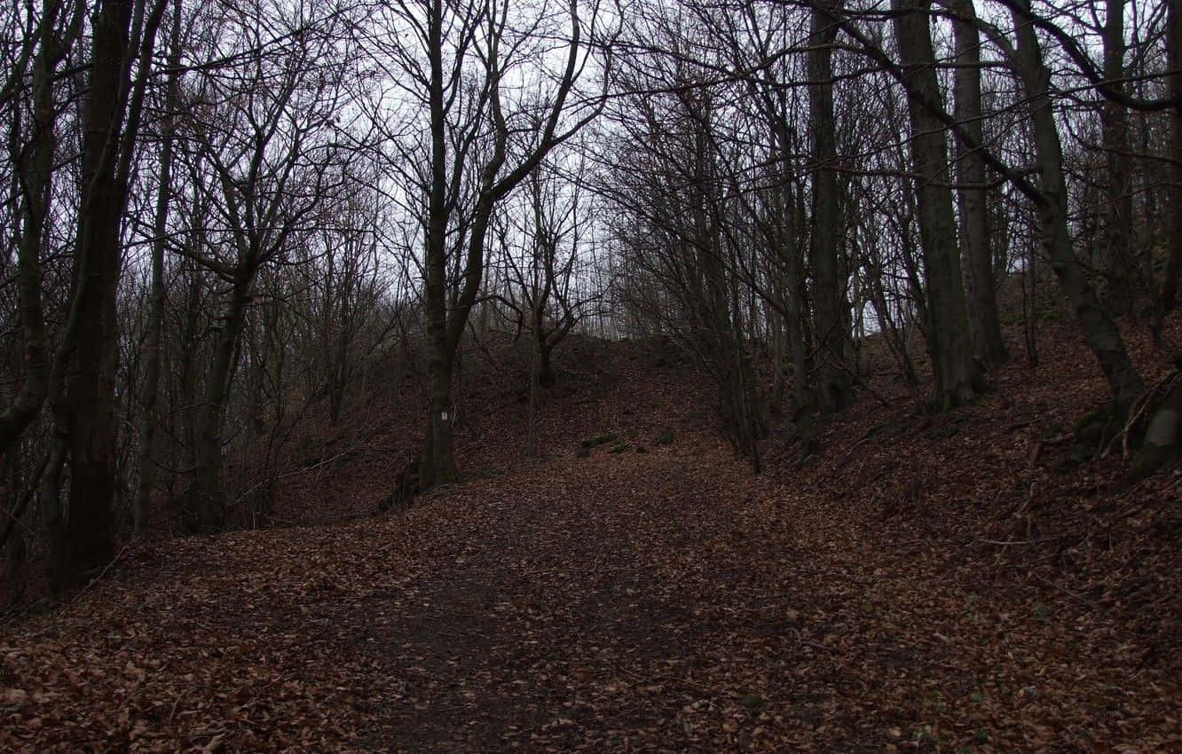Dark Autumn, forest trail, bare trees, HD Desktop Wallpaper