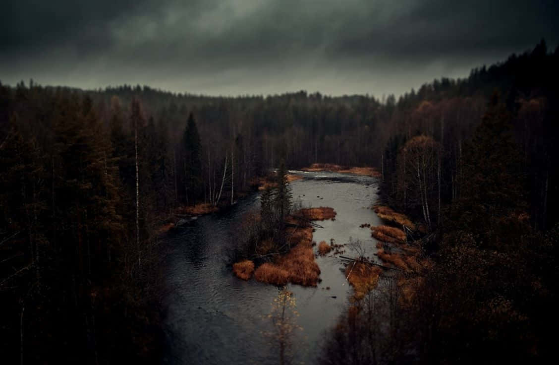 Dark Autumn, forest, swamp, SD Desktop Wallpaper