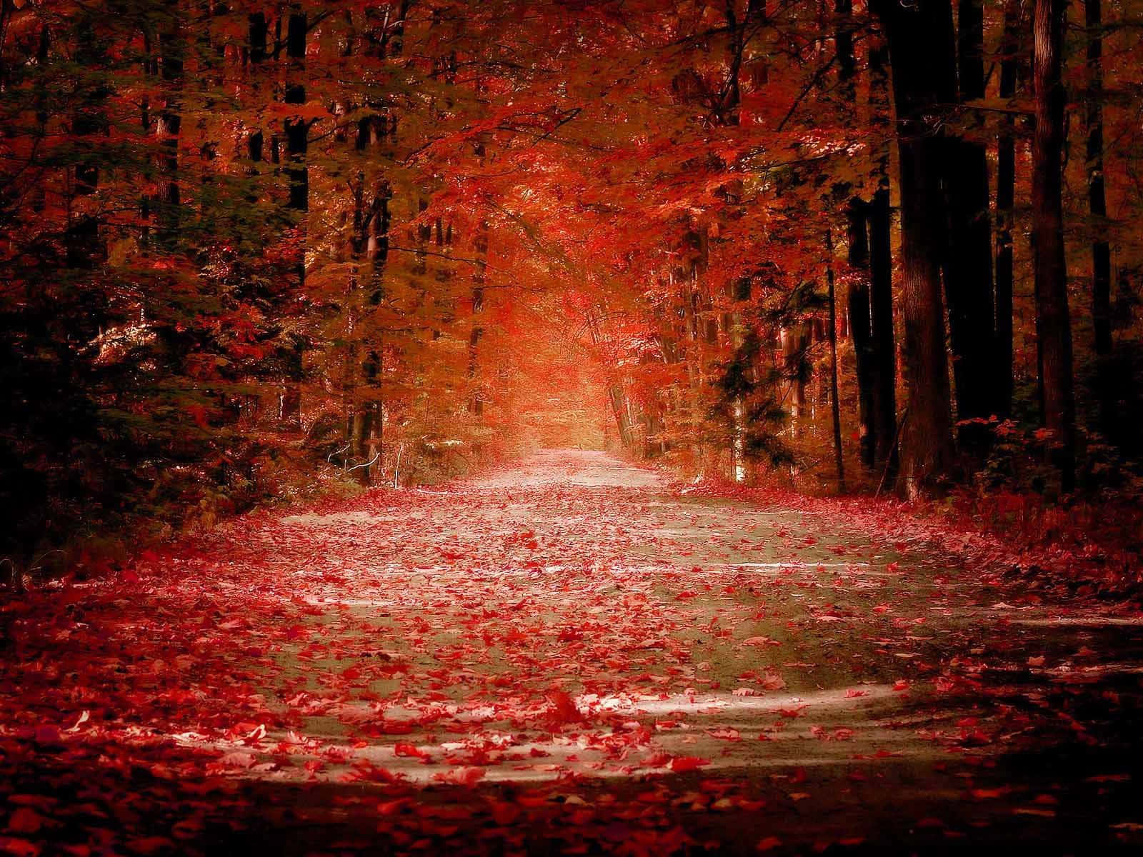 Dark Autumn, Red Forest, vibrant red autumn leaves, HD Desktop Wallpaper