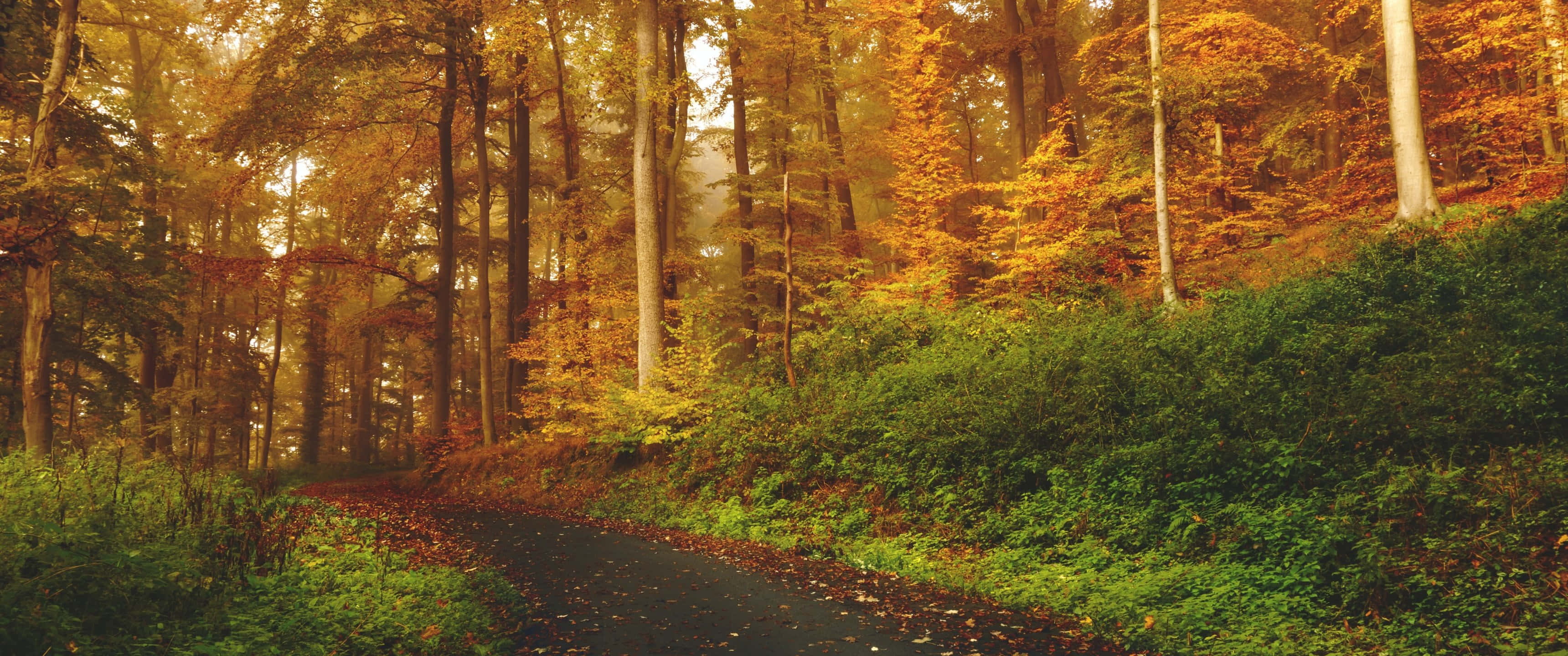 3440x1440, fall, autumn, 2K Desktop Wallpaper
