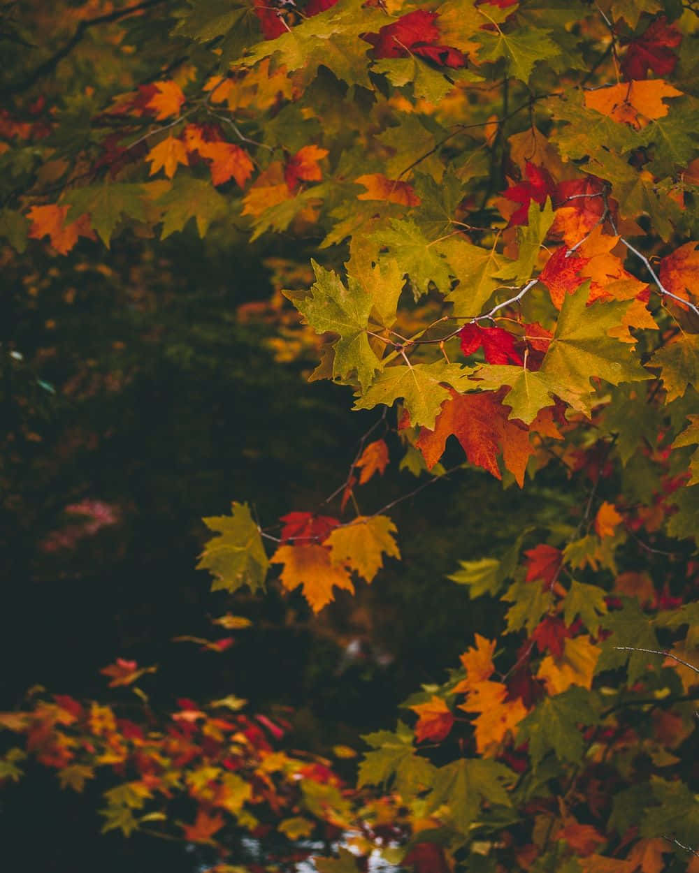 Dark Autumn, maple leaves, orange red, SD Phone Wallpaper
