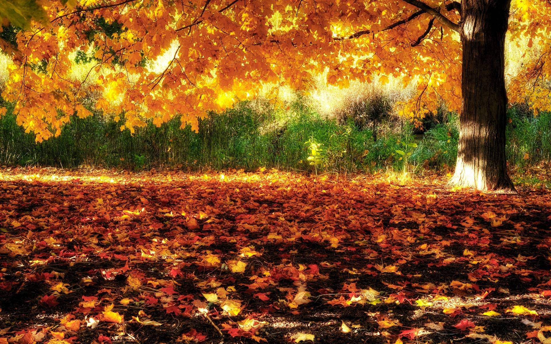 autumn season glow, golden autumn leaves, forest floor, Full HD Desktop Wallpaper