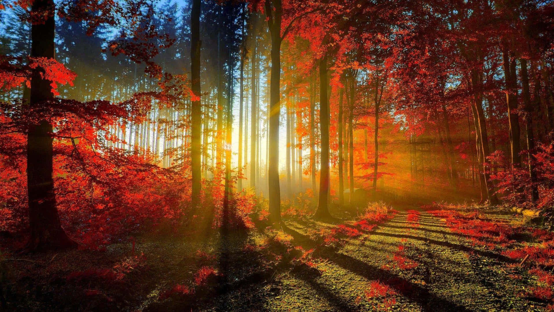 autumn sunrise, forest glow, towering trees, Full HD Desktop Wallpaper