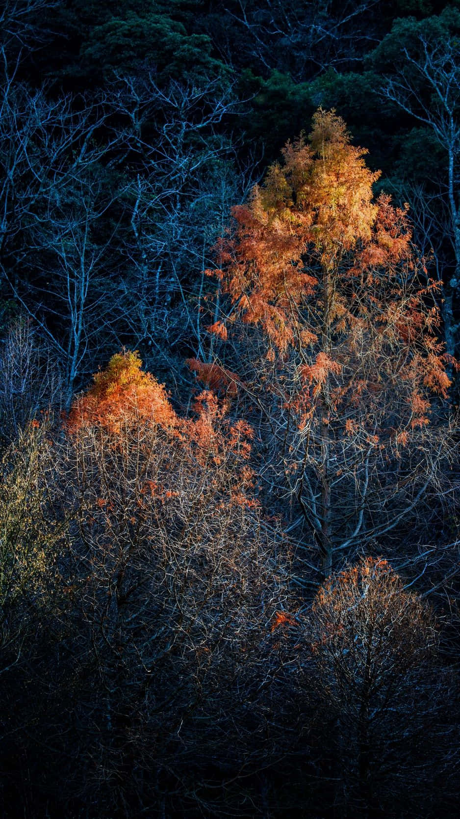Dark Autumn, maple tree, fiery orange leaves, HD Phone Wallpaper