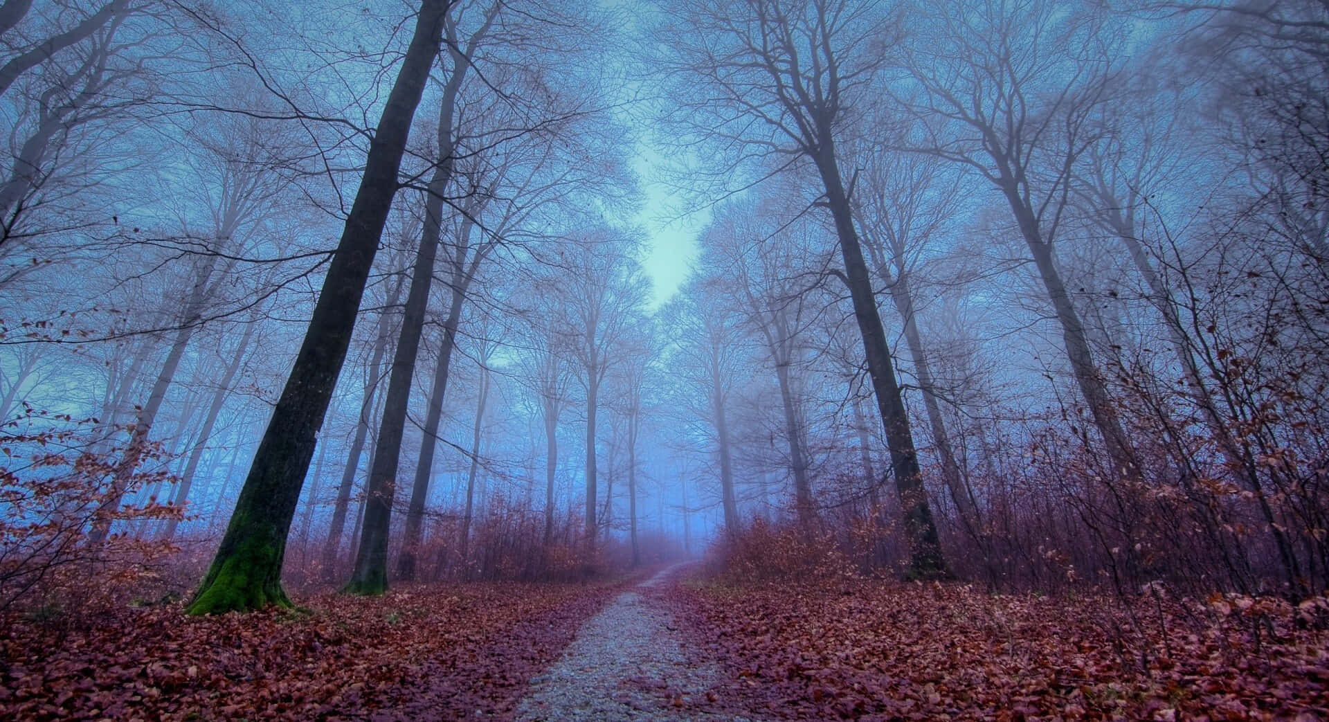 fall mist, autumn forest, misty morning, Full HD Desktop Wallpaper