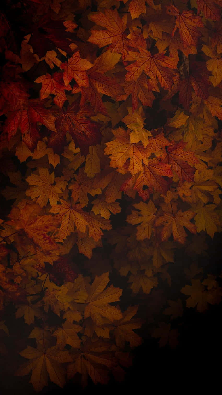 autumn maple leaves, rich reds oranges and yellows, warm textured background, HD Phone Wallpaper