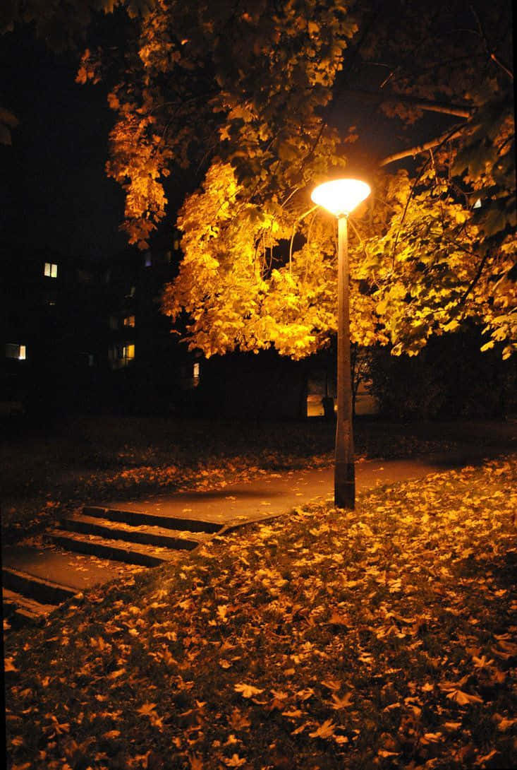 autumn evening, streetlamp, autumn leaves, SD Phone Wallpaper