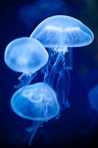 Dark Blue Aesthetic Tumblr, jelly fish, glowing blue, SD Phone Wallpaper
