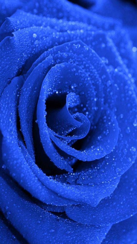 dark blue aesthetic tumblr, deep blue rose, dewdrops, SD Phone Wallpaper