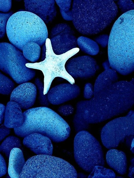 Dark Blue Aesthetic Tumblr, starfish, white starfish, SD Phone Wallpaper