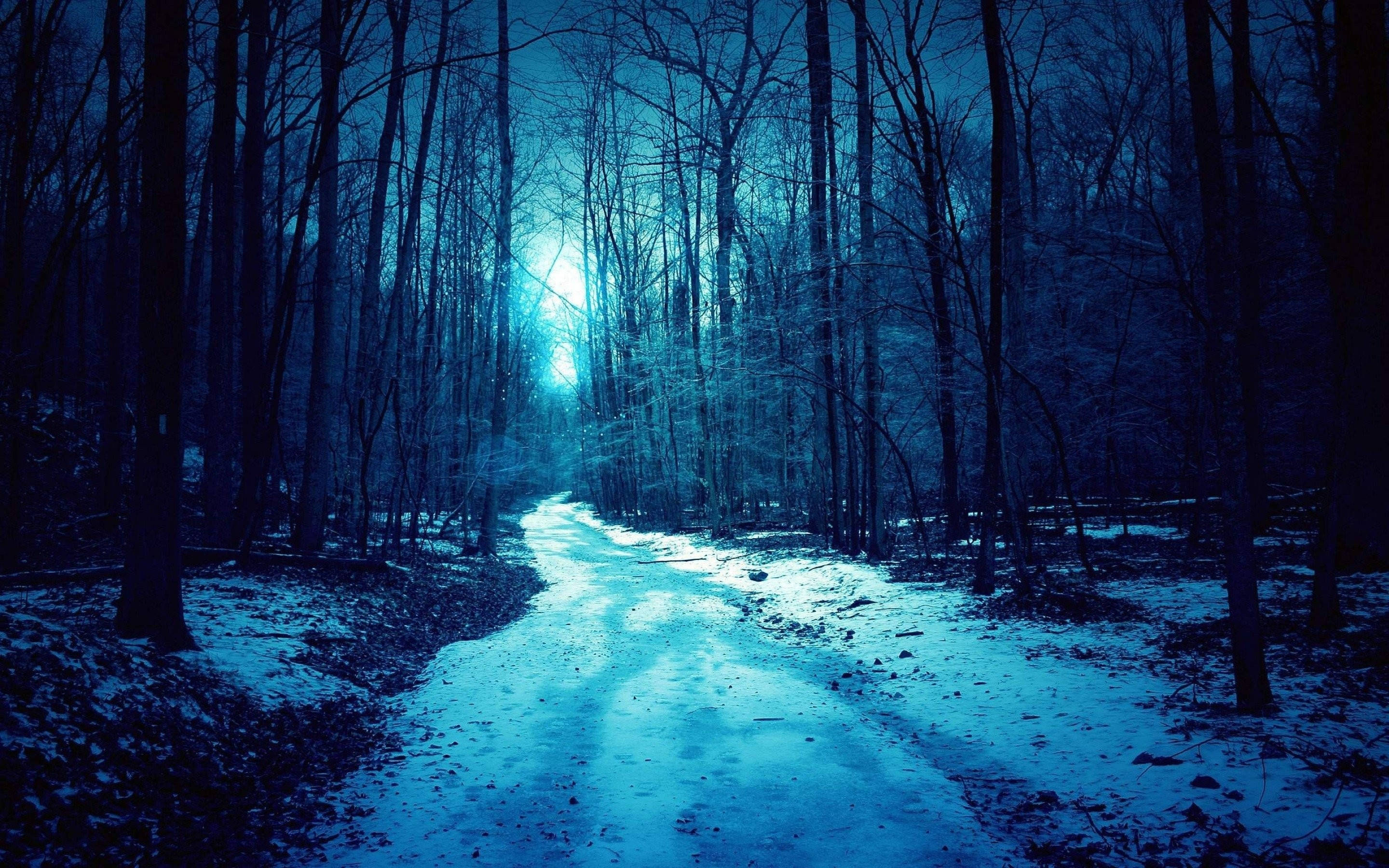 Dark Blue Aesthetic, dead forest, snowy forest path, 2K Desktop Wallpaper