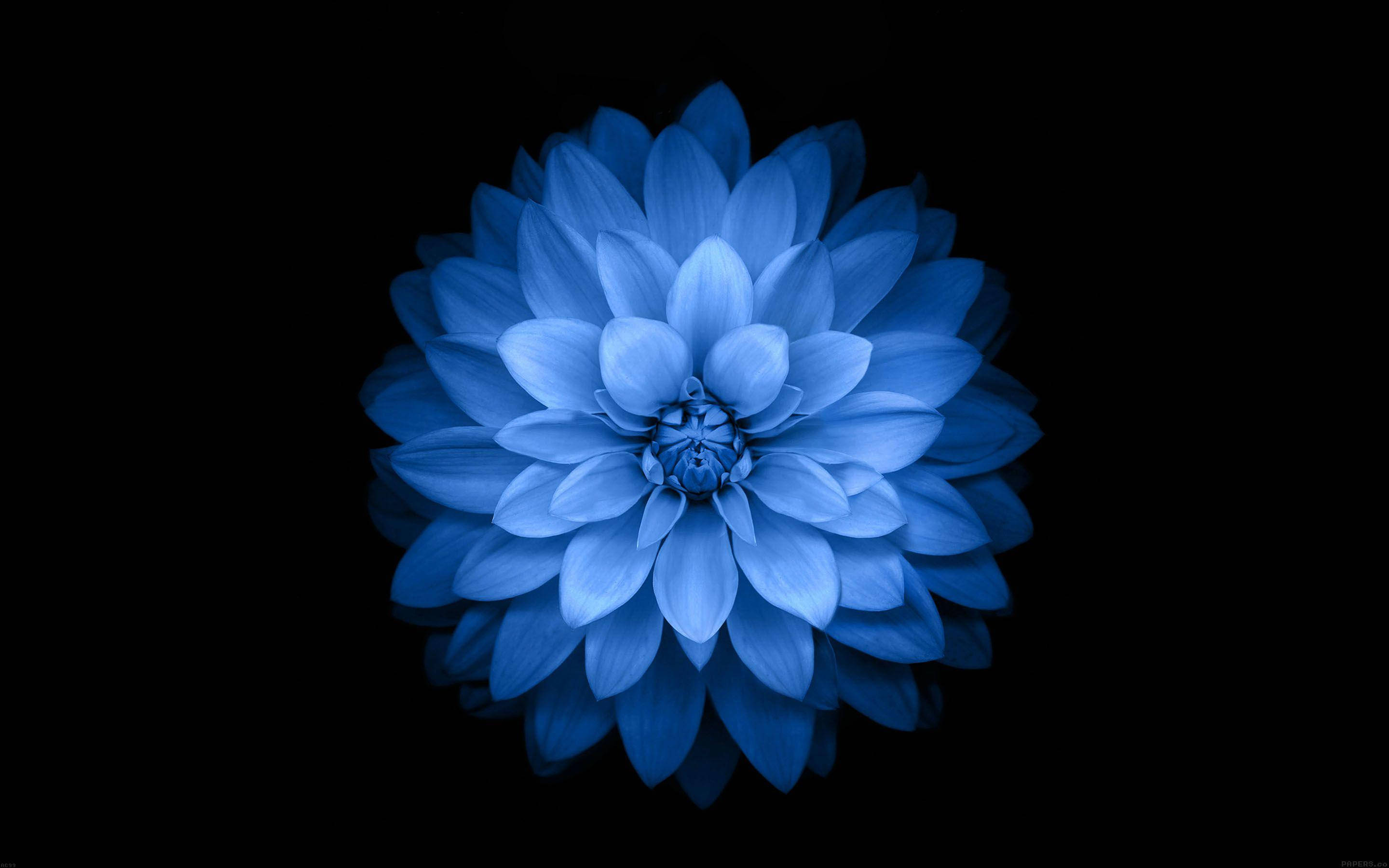 Dark Blue Aesthetic, giant flower, blue dahlia, 2K Desktop Wallpaper