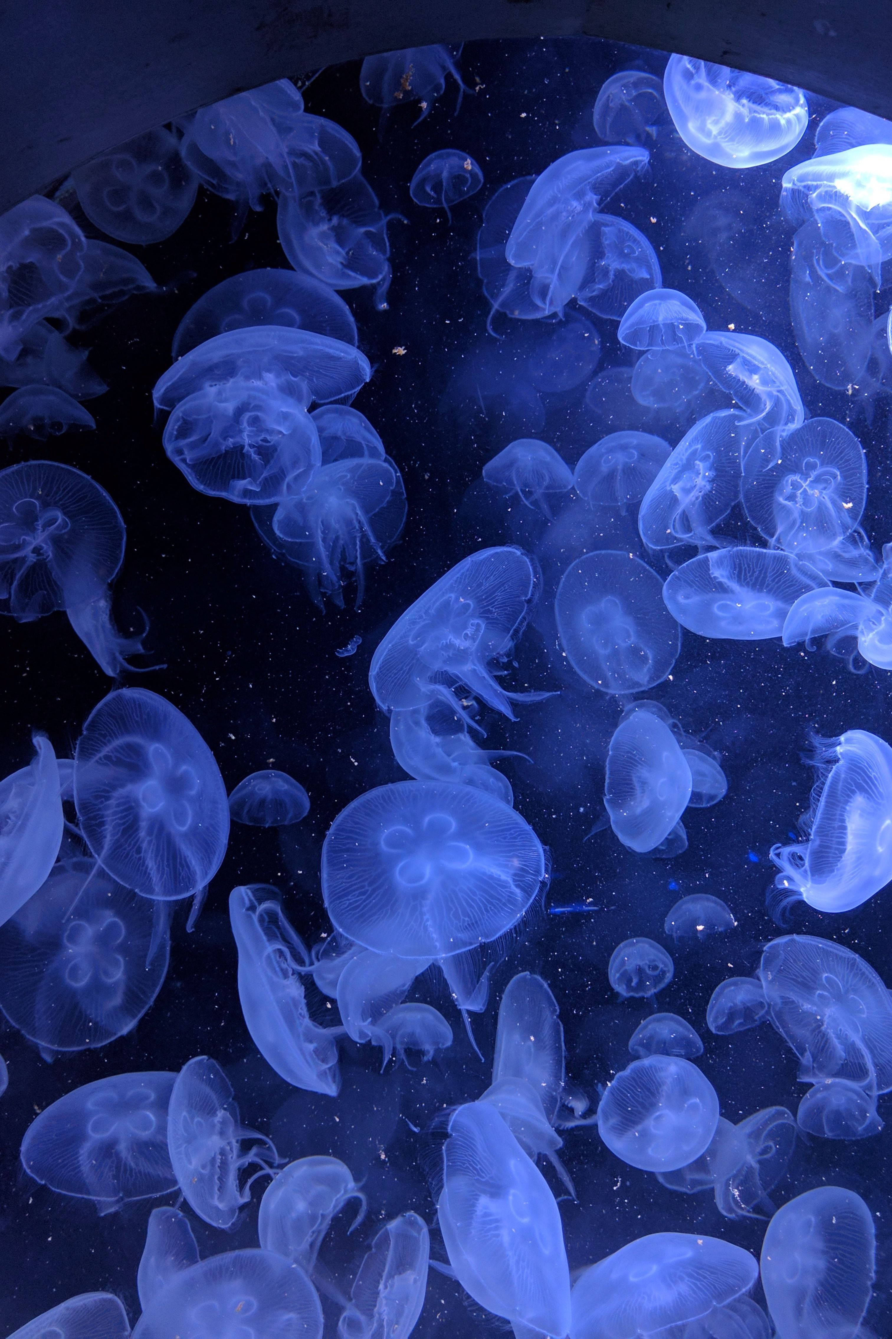 Dark Blue Aesthetic, glowing blue jellyfish, deep ocean darkness, 4K Phone Wallpaper