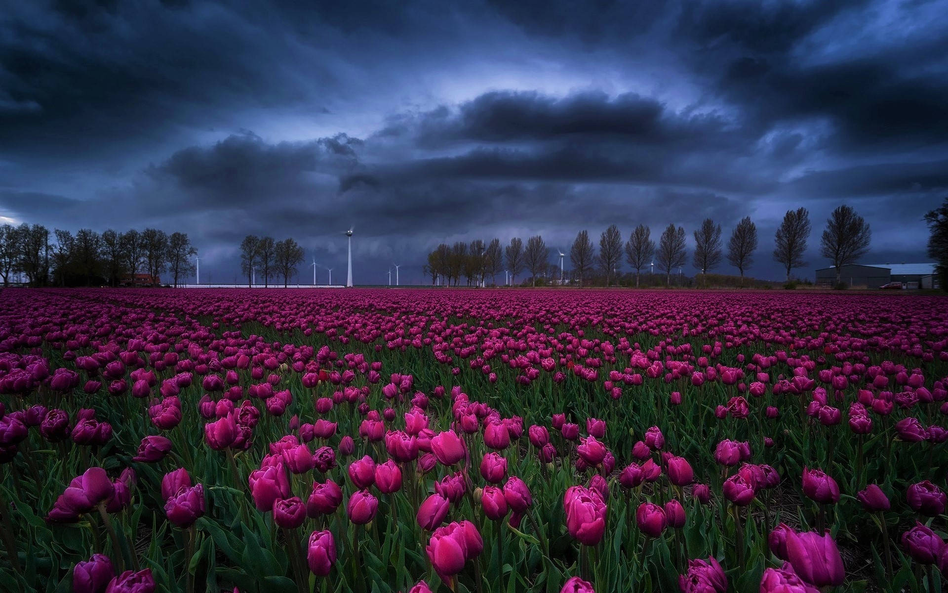 Dark Blue Clouds, vibrant purple tulips, dramatic dark stormy sky, Full HD Desktop Wallpaper