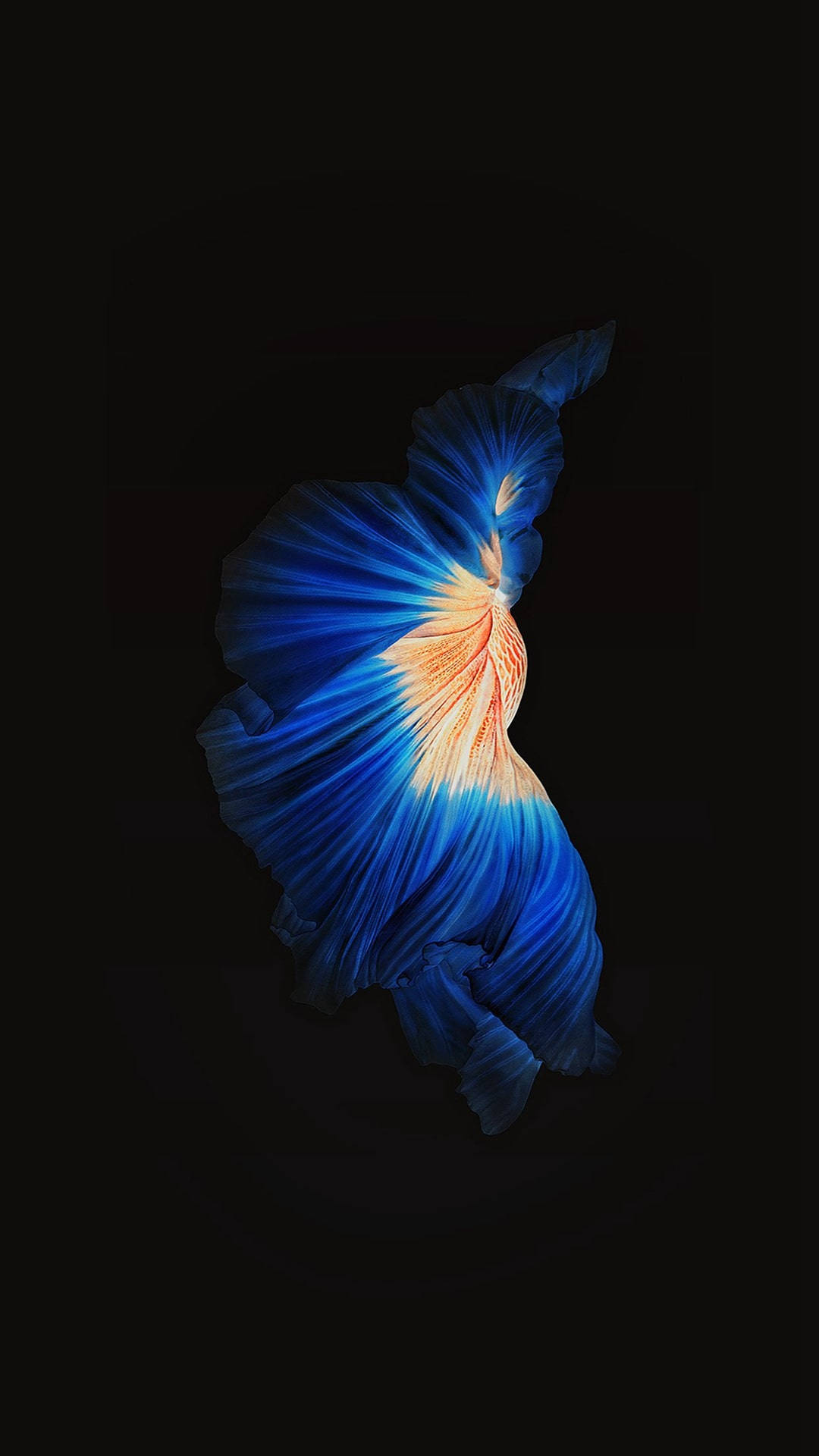 Dark Blue iPhone, betta fish, blue, Full HD Phone Wallpaper