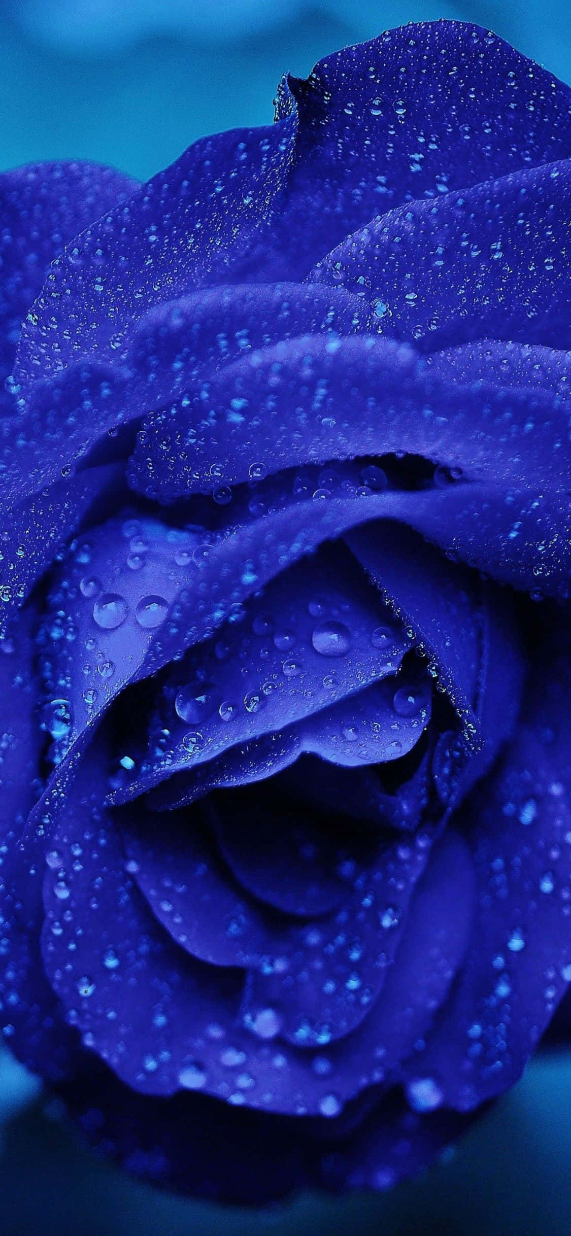 dark blue rose abstract, deep blue rose, glistening water droplets, Full HD Phone Wallpaper