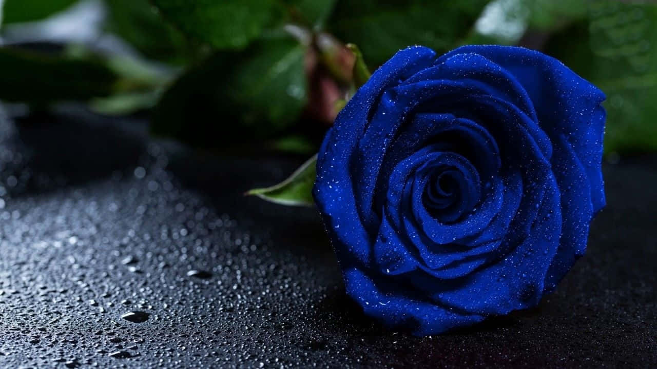 Dark Blue Rose Abstract, vivid blue rose, dewdrops, HD Desktop Wallpaper