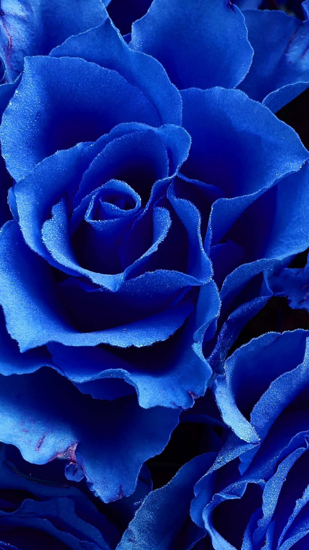 Dark Blue Rose Abstract, velvety deep blue roses, intricate petal layers, Full HD Phone Wallpaper