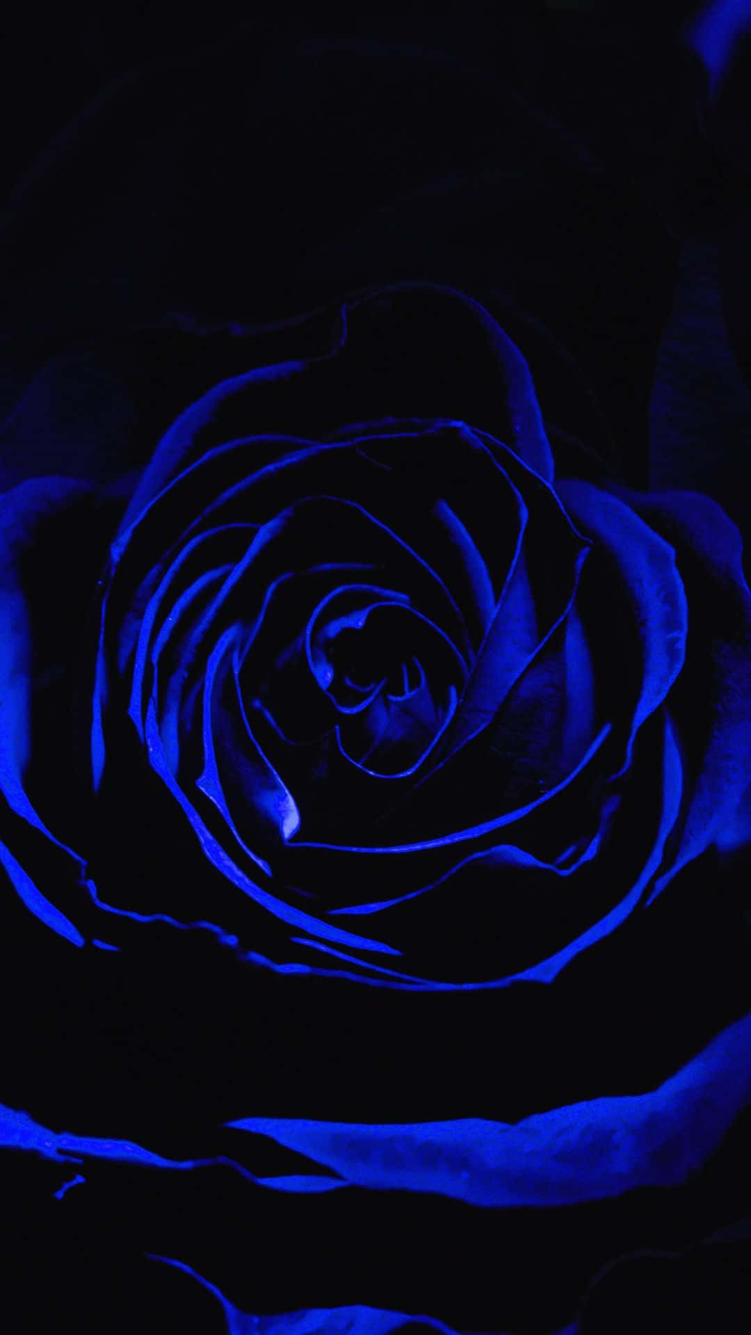 Dark Blue Rose Abstract, electric blue, pitch black background, Full HD Phone Wallpaper