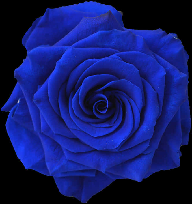 vibrant blue rose, black background, single vivid blue rose, SD Phone Wallpaper