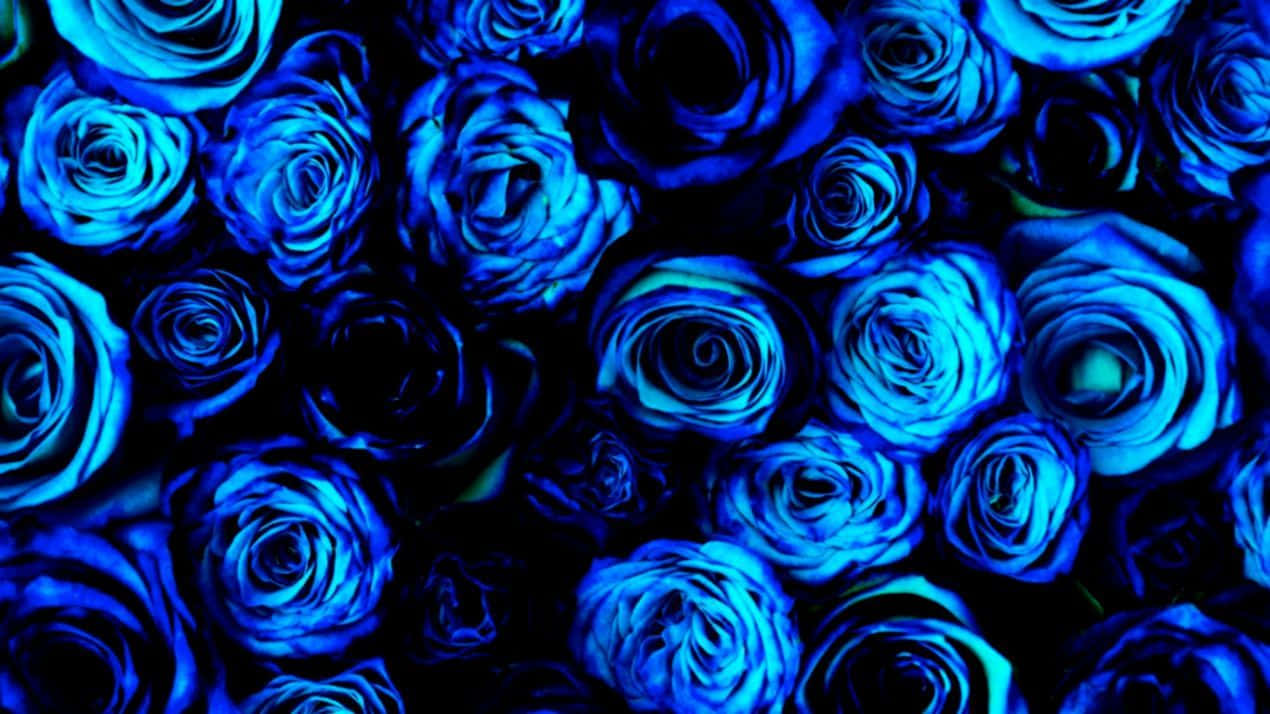 electric blue roses, pitch black background, blue rose, SD Desktop Wallpaper
