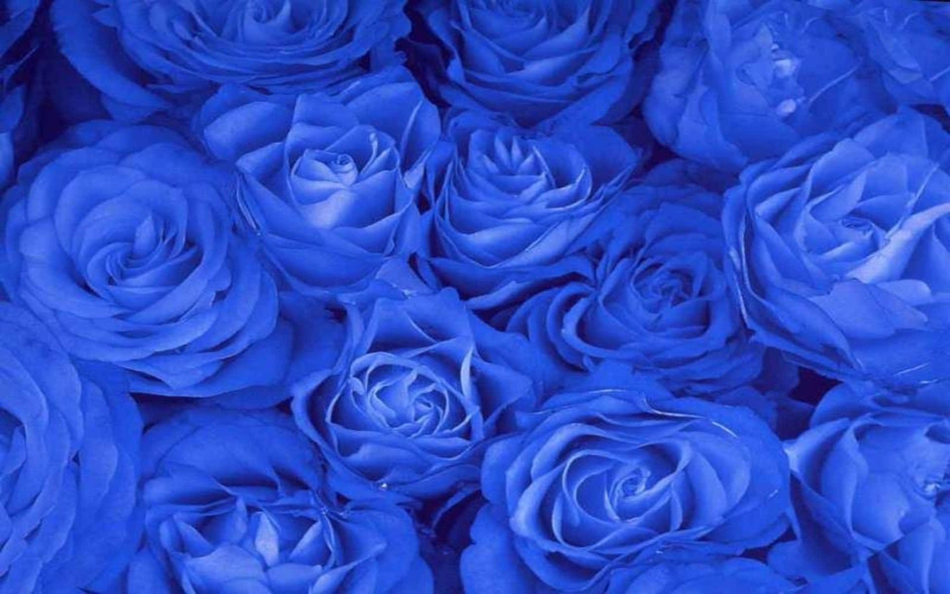 blue roses, vase, vivid blue, Full HD Desktop Wallpaper