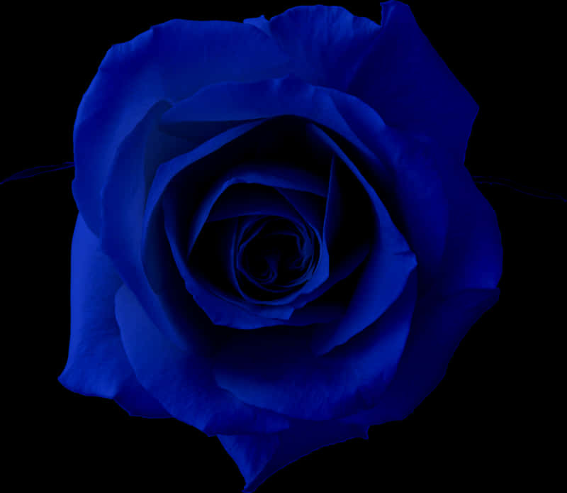 Blue Rose, black background, deep blue rose, SD Desktop Wallpaper