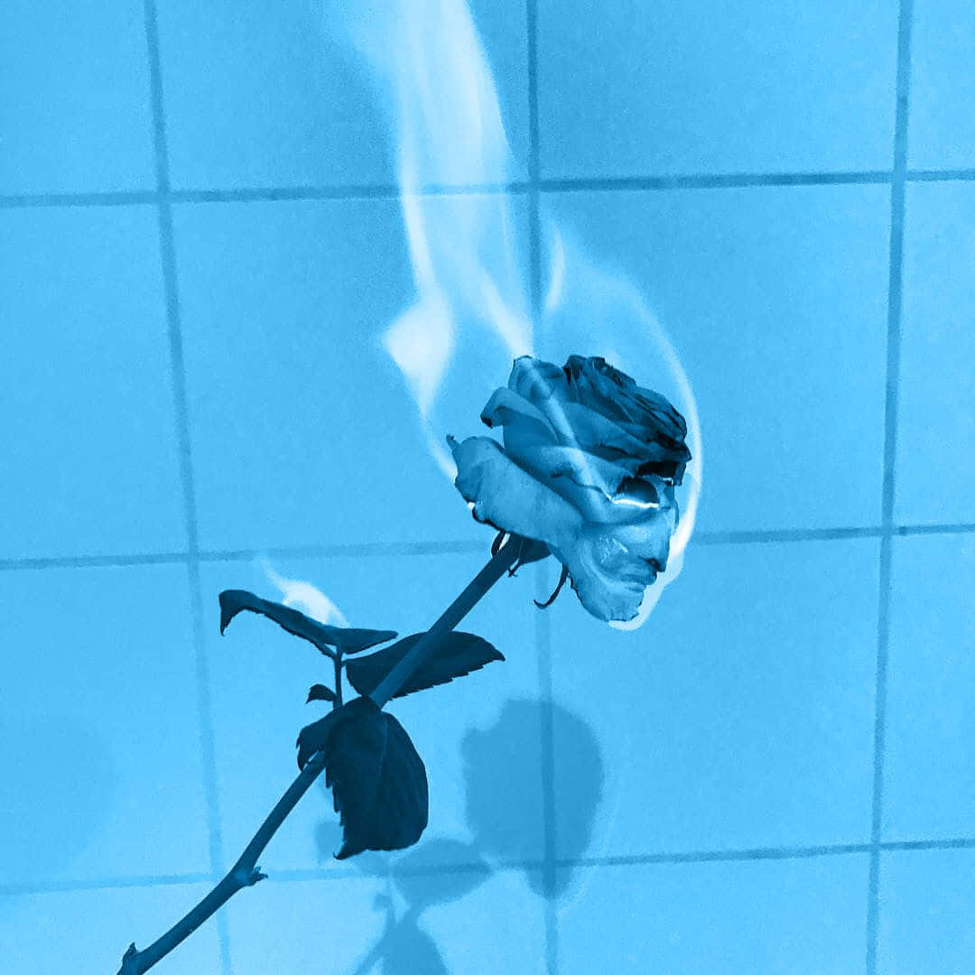 Burning Rose Aesthetic, light blue, blue-tinted rose, SD Desktop Wallpaper