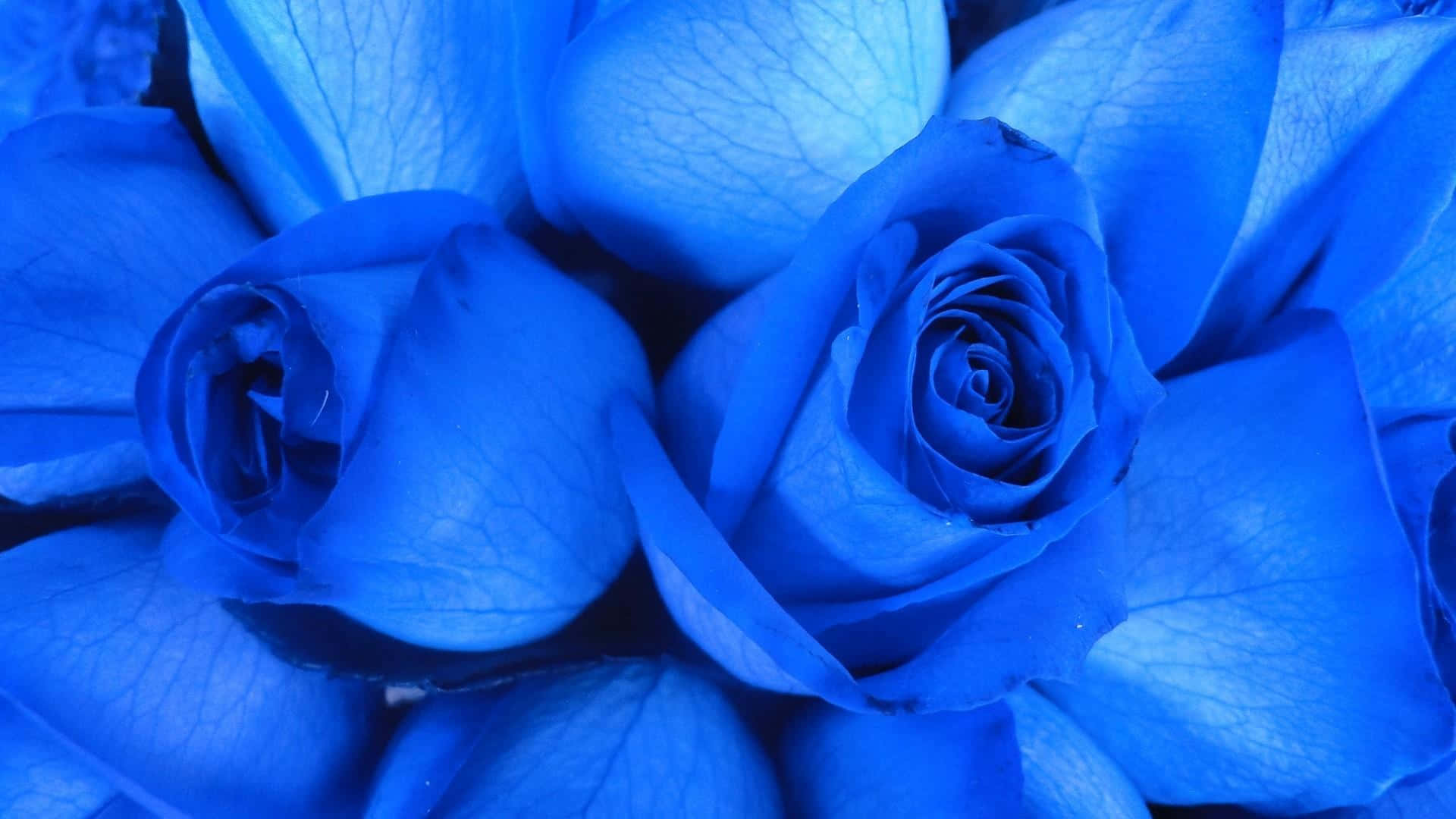 Blue Rose, vivid blue roses, intricate petal textures, Full HD Desktop Wallpaper