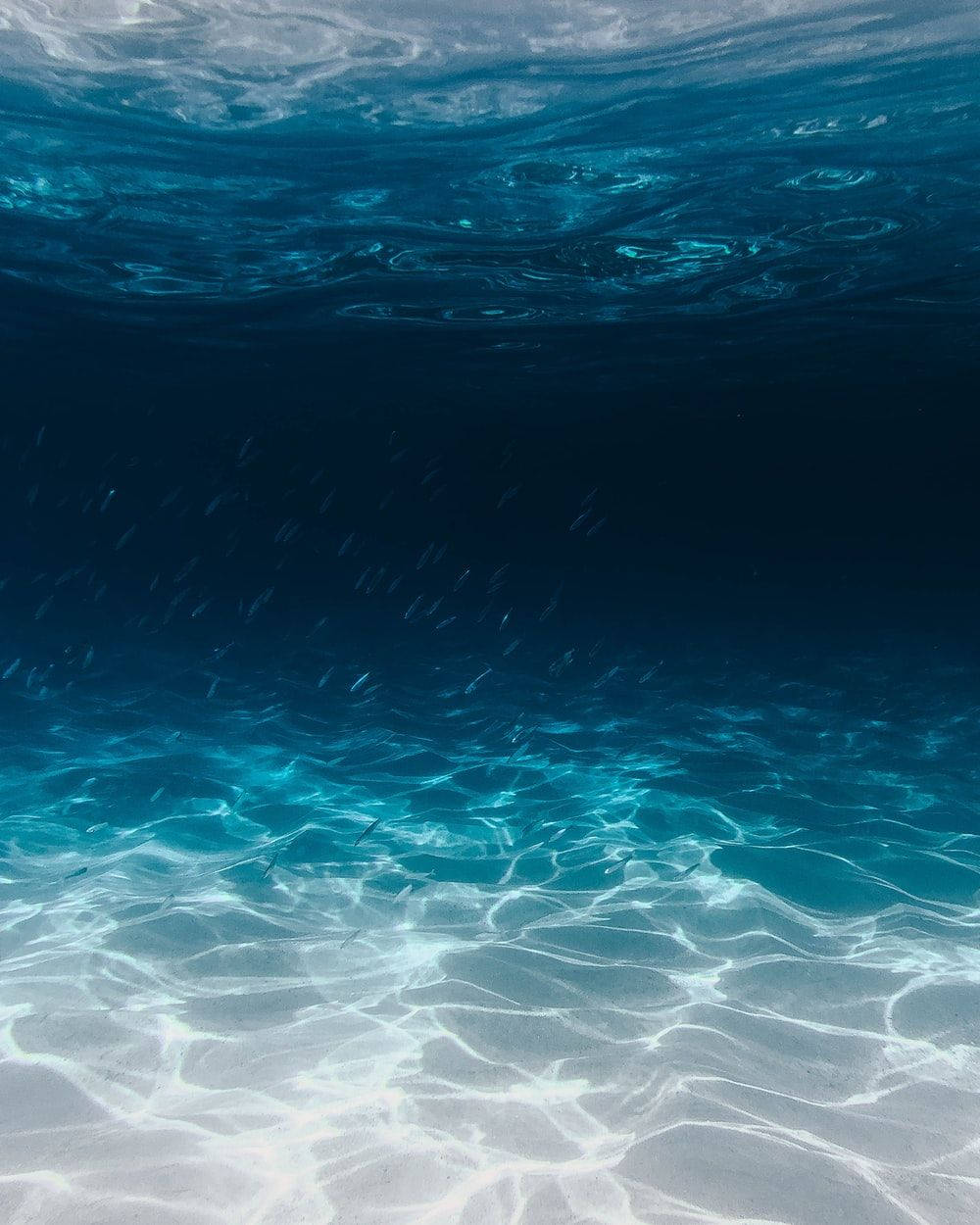 turquoise ocean floor, school of fish, rippling surface, SD Phone Wallpaper