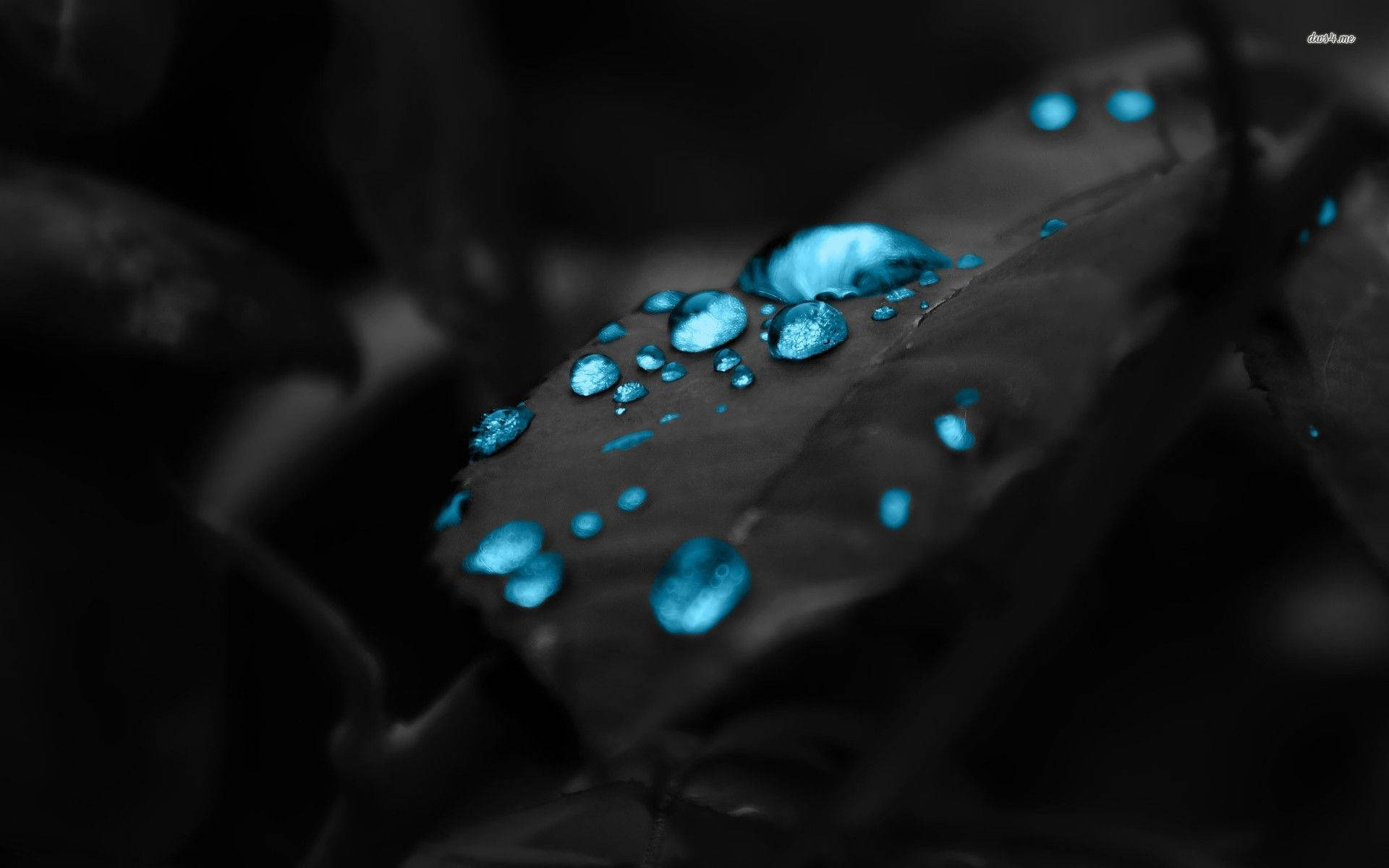 dark blue, leaf, water droplets, Full HD Desktop Wallpaper