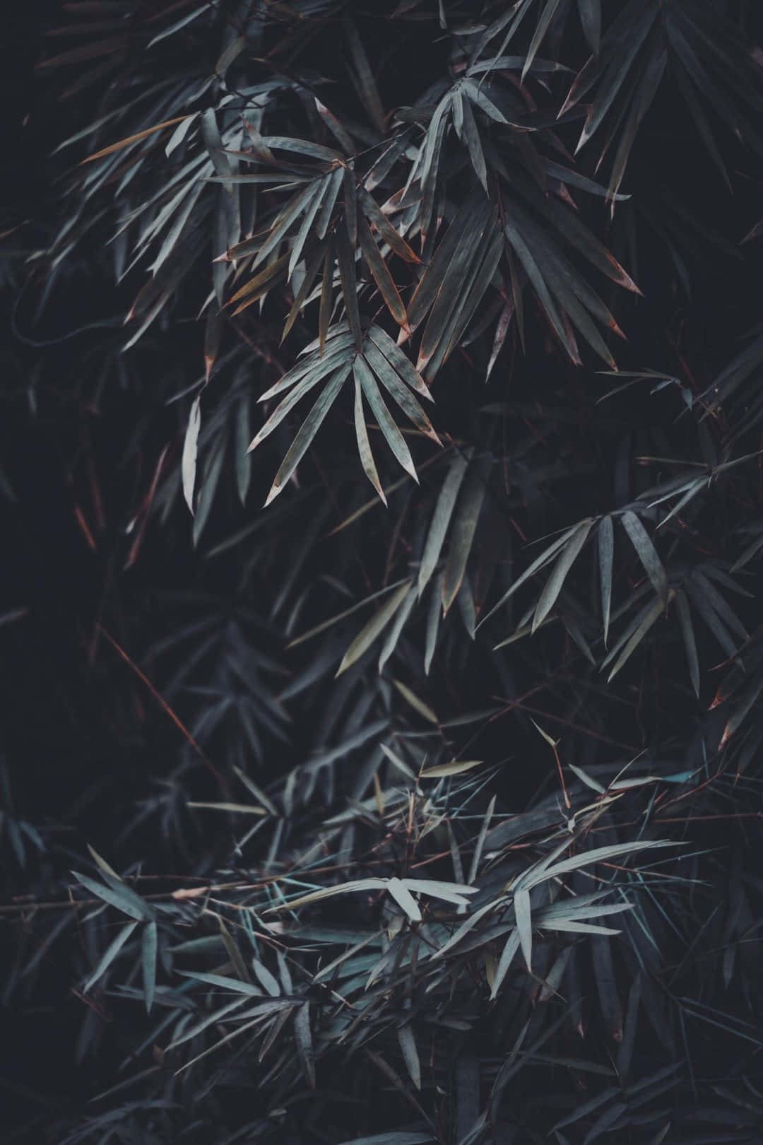 Dark's iPhone, dark bamboo leaves, muted green, HD Phone Wallpaper