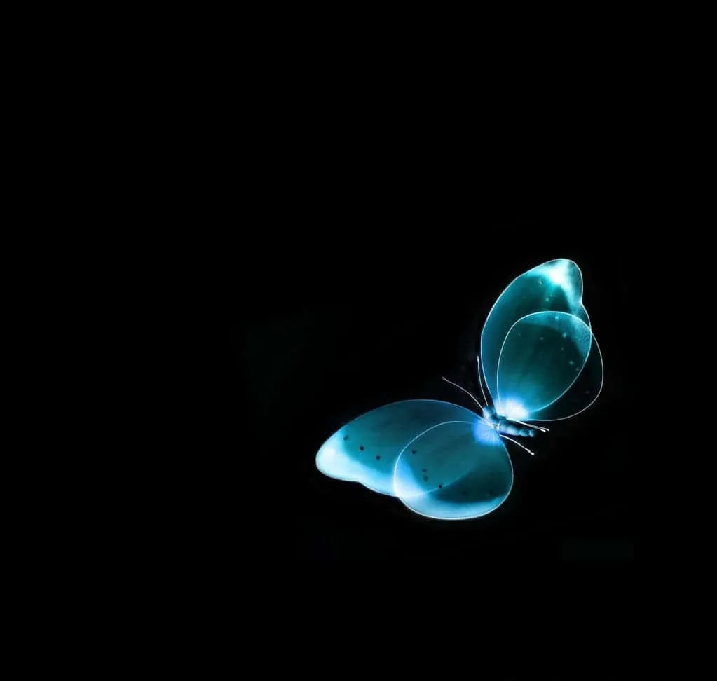 Dark Butterfly