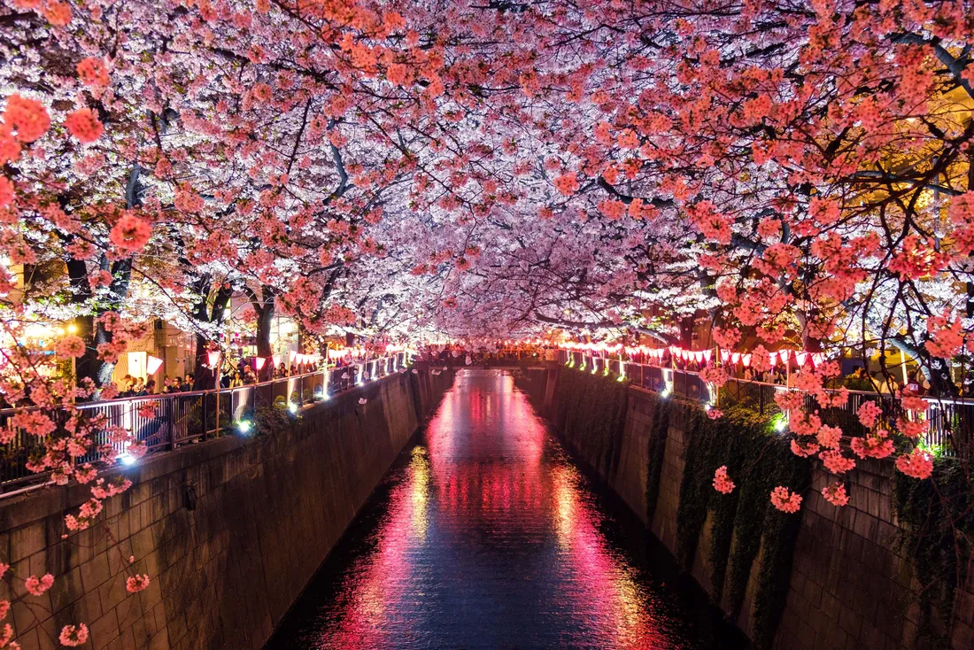 Dark Cherry Blossom