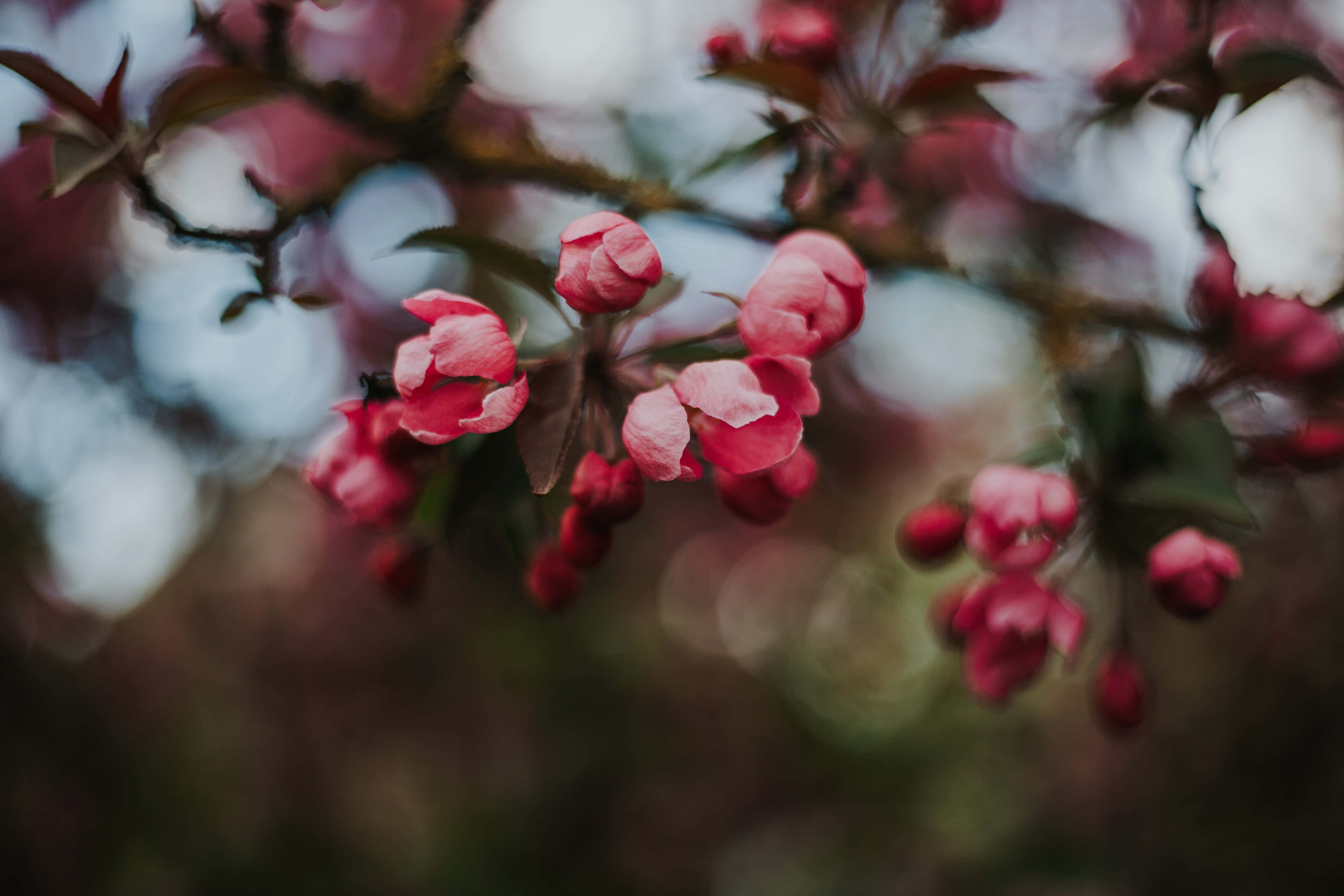 Dark Cherry Blossom, night sky, soft pink cherry blossoms, 4K Desktop Wallpaper