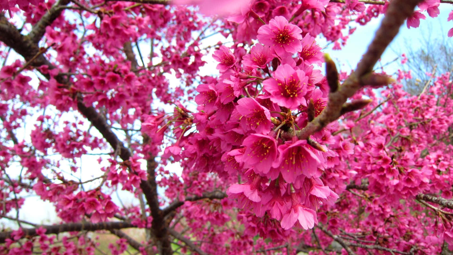 Dark Cherry Blossom, pink trees, cherry blossoms, Full HD Desktop Wallpaper