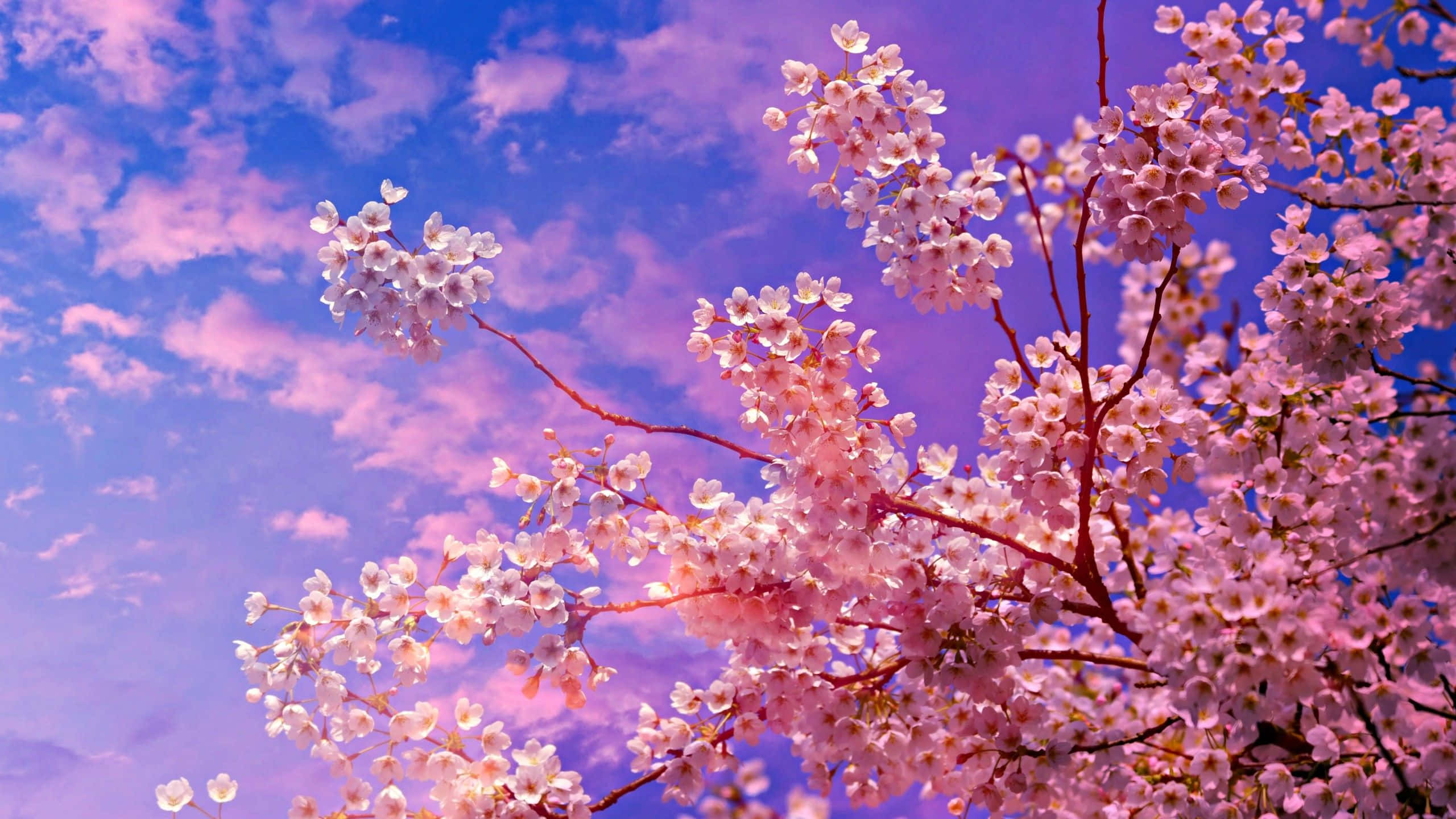 Dark Cherry Blossom, pink sky, cherry blossoms, 2K Desktop Wallpaper