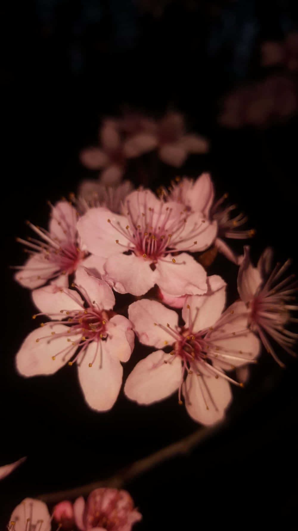 Dark Cherry Blossom, pink cherry blossoms, deep black night backdrop, HD Phone Wallpaper