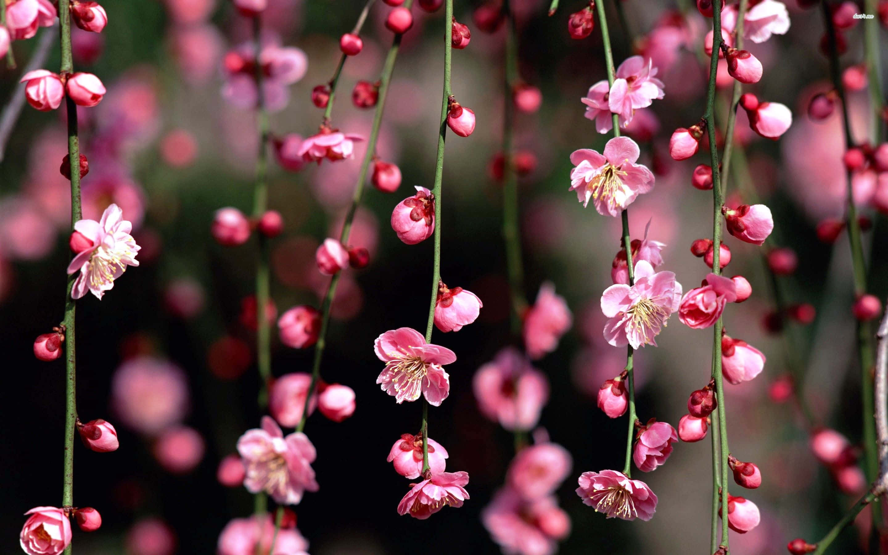 Dark Cherry Blossom, pink blossoms, green branches, 2K Desktop Wallpaper