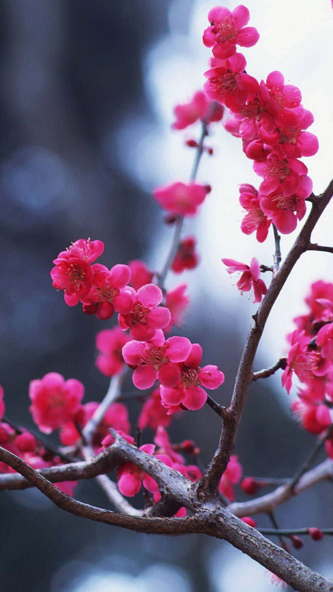 Dark Cherry Blossom, vibrant pink blossoms, bare branches, Full HD Phone Wallpaper