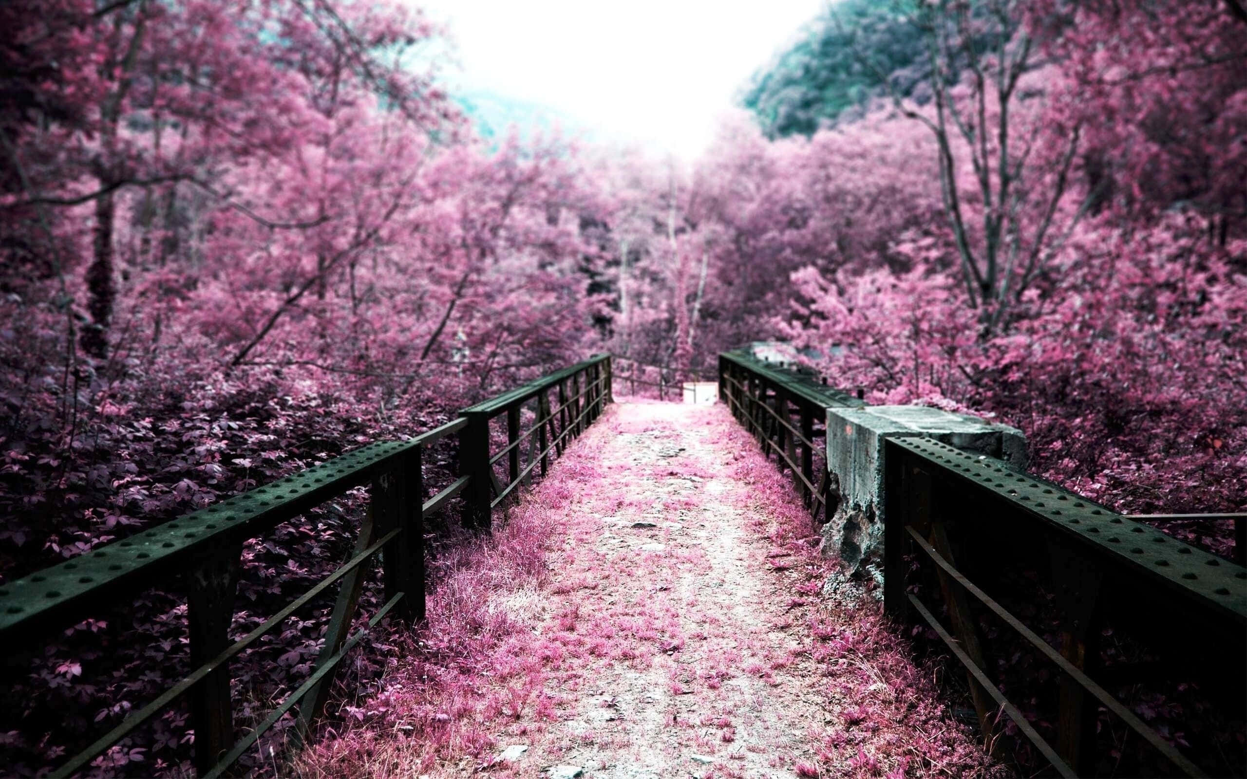 Dark Cherry Blossom, wooden bridge, vibrant pink trees, 2K Desktop Wallpaper