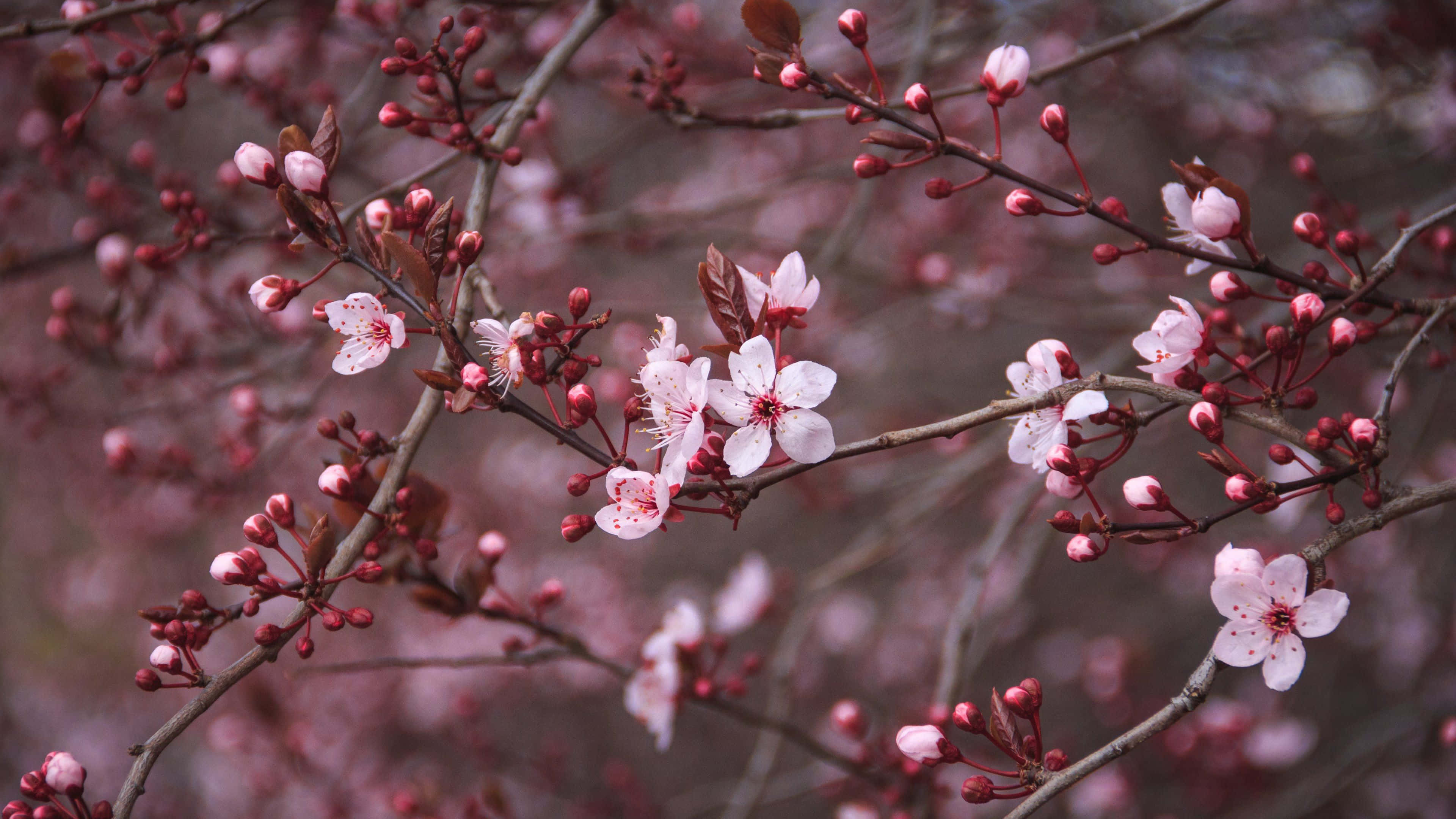 Dark Cherry Blossom, cherry blossoms, dark branches, 4K Desktop Wallpaper