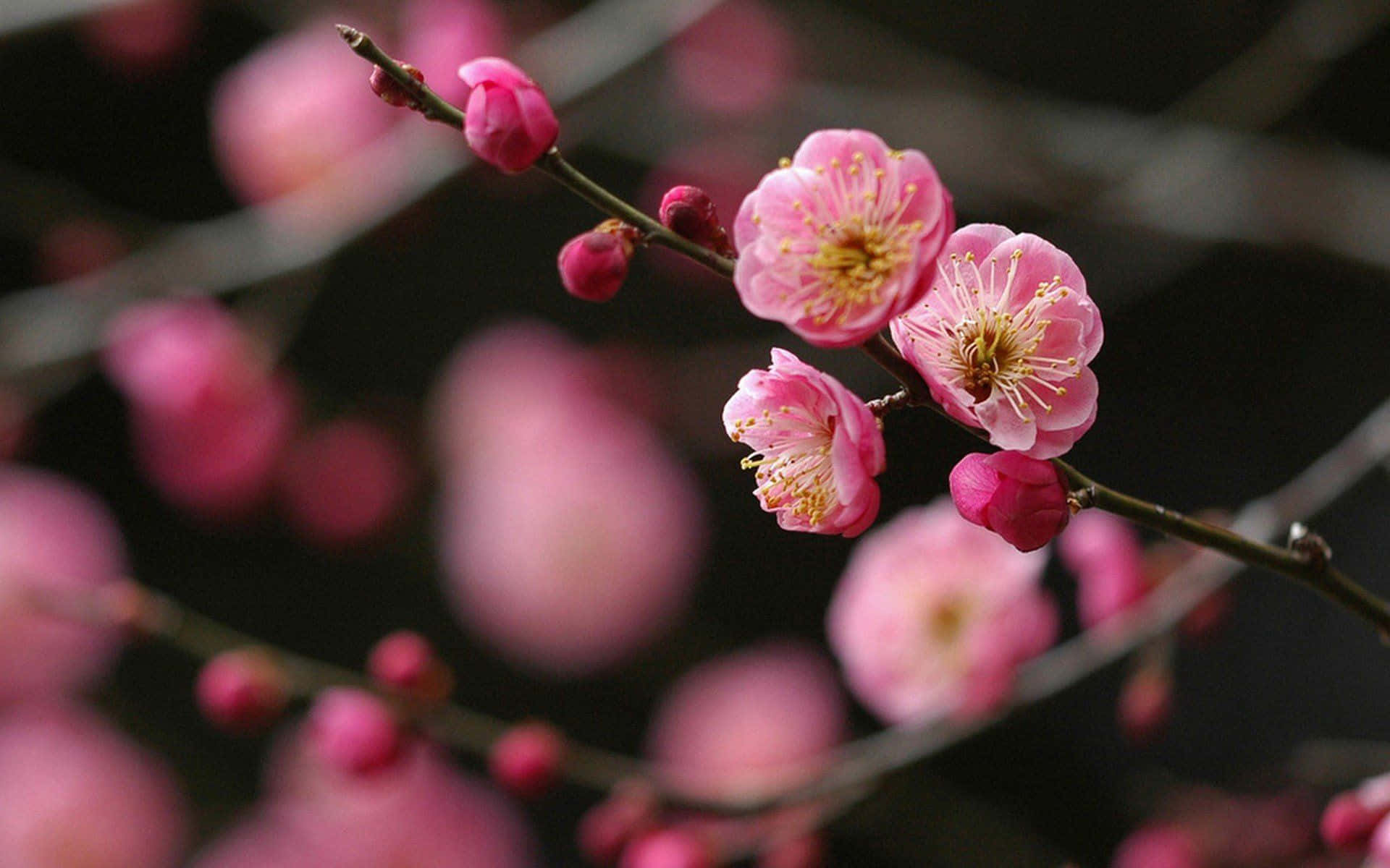 Dark Cherry Blossom, pink plum blossoms, slender branches, Full HD Desktop Wallpaper