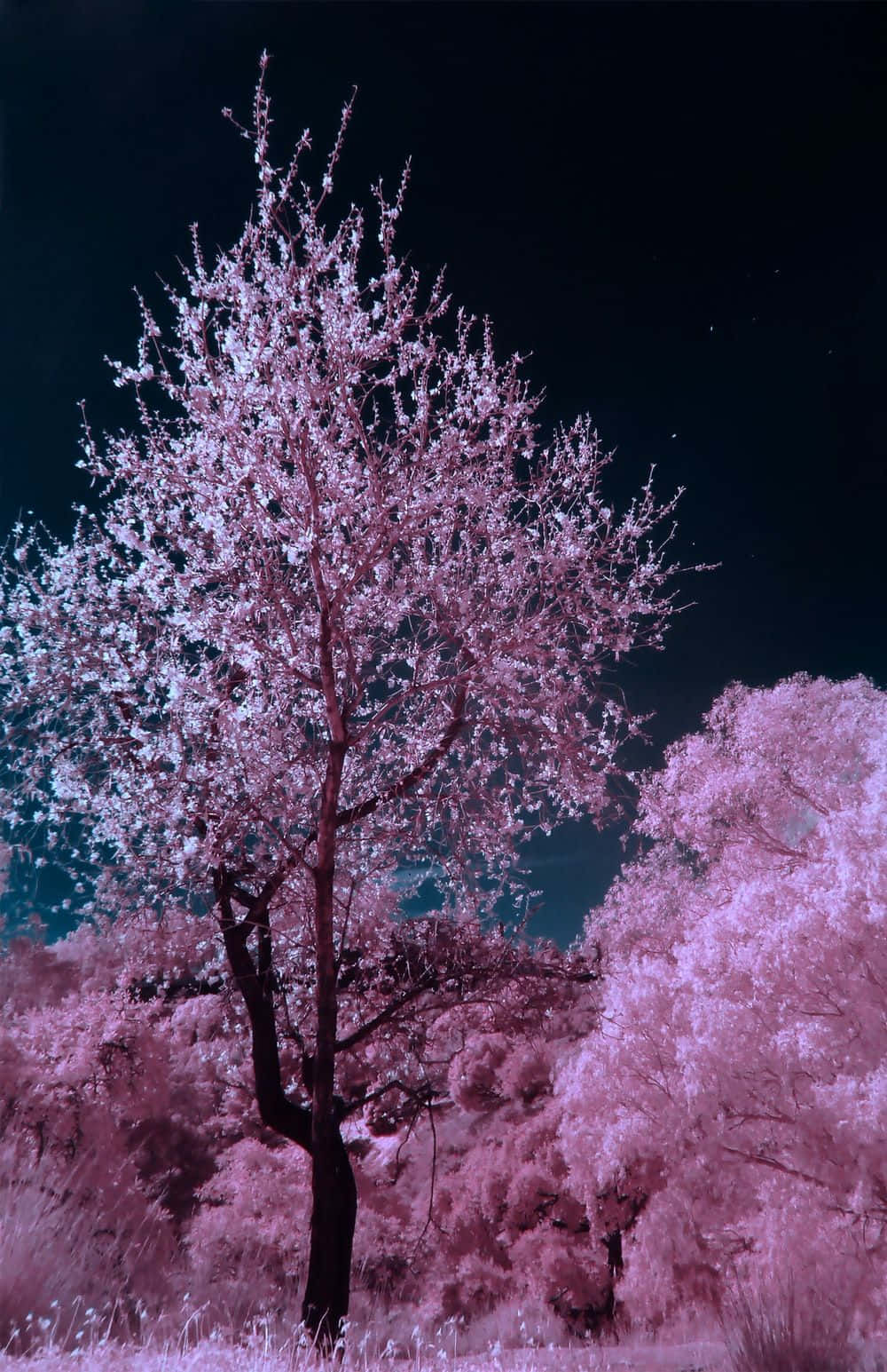 Dark Cherry Blossom, cherry blossom tree, surreal pink, HD Phone Wallpaper