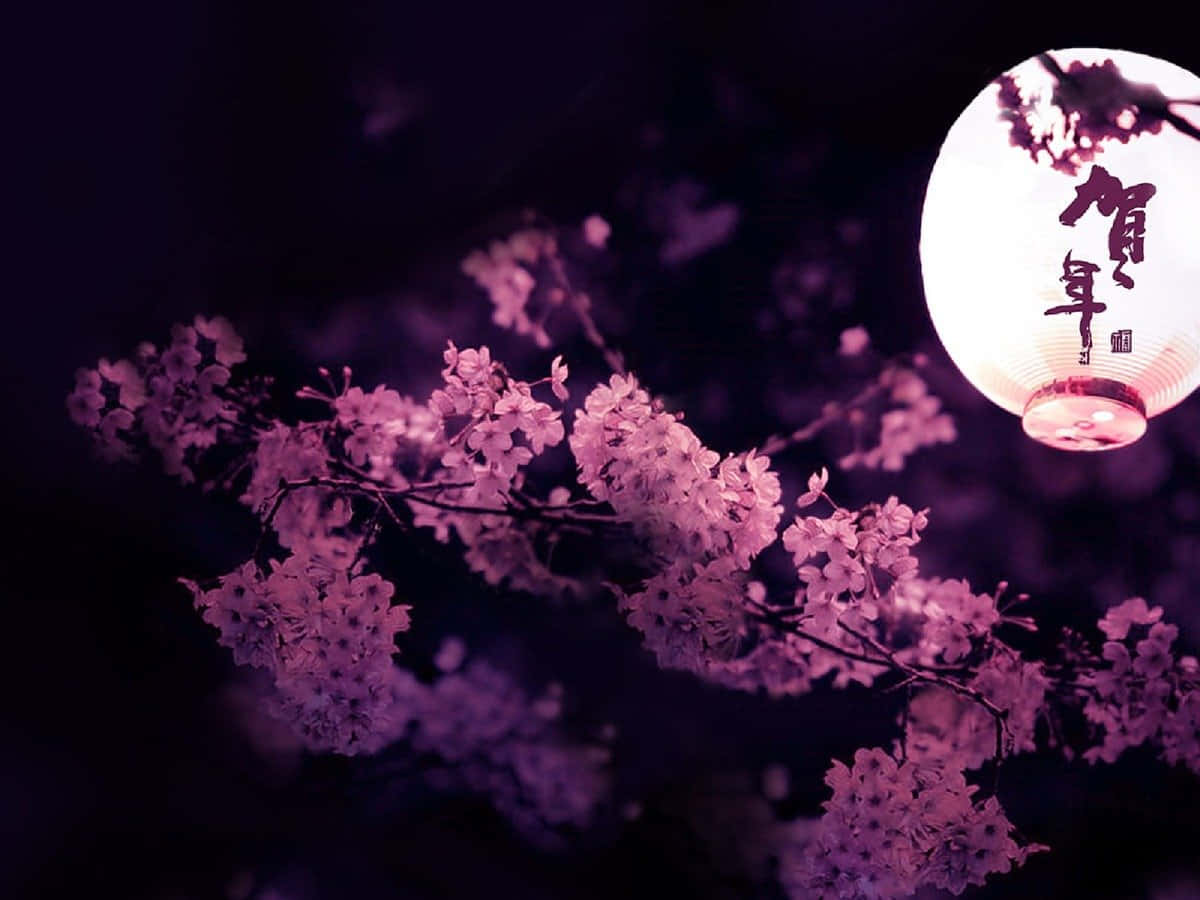 Dark Cherry Blossom, paper lantern, Japanese calligraphy, SD Desktop Wallpaper